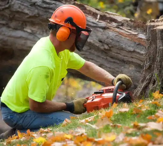 tree services Canal Fulton